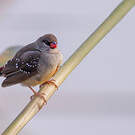 Bengali rouge