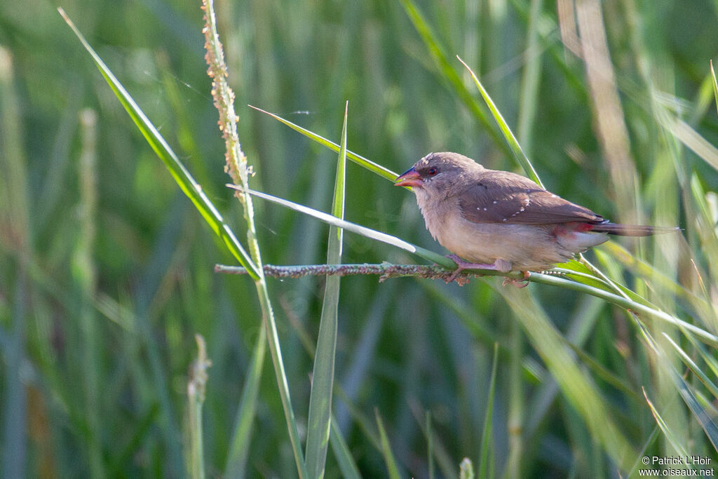 Red Avadavat female adult