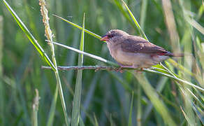 Red Avadavat