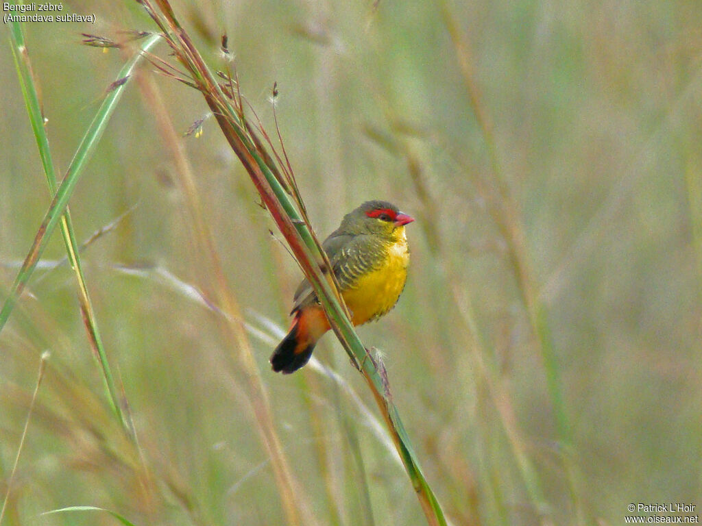 Orange-breasted Waxbill