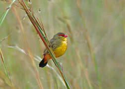 Orange-breasted Waxbill