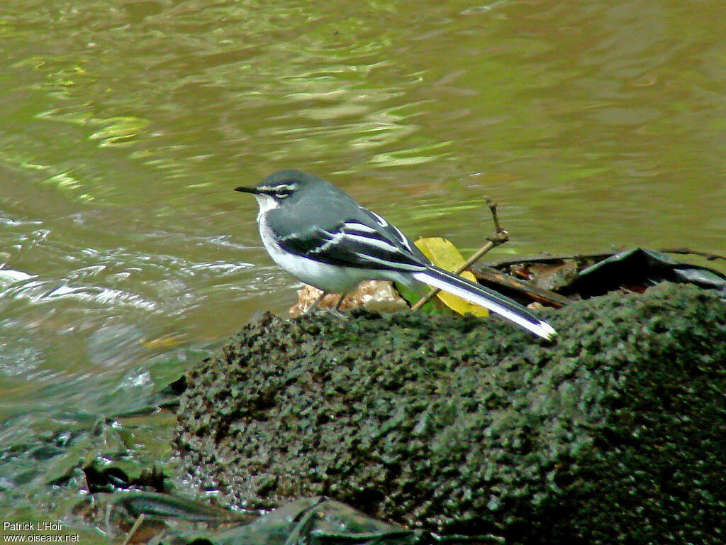 Bergeronnette à longue queueadulte, habitat, pigmentation