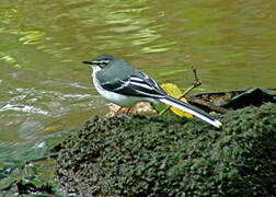 Mountain Wagtail