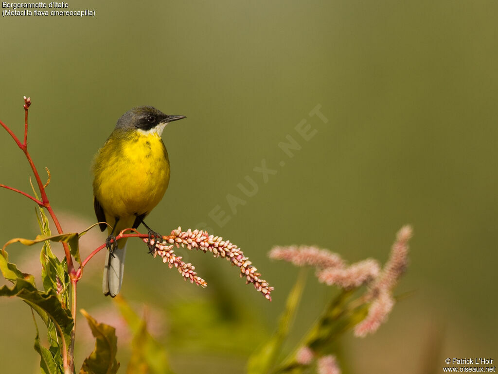 Western Yellow Wagtail (cinereocapilla)