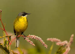 Western Yellow Wagtail (cinereocapilla)