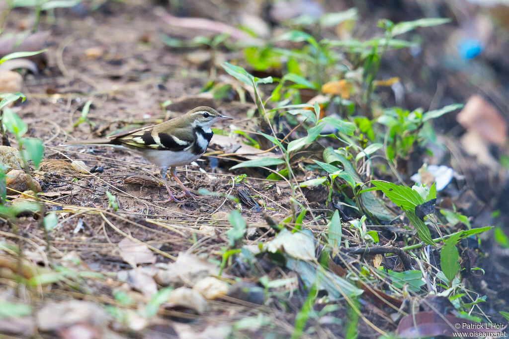 Forest Wagtail