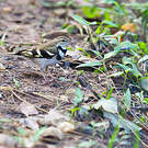 Bergeronnette de forêt