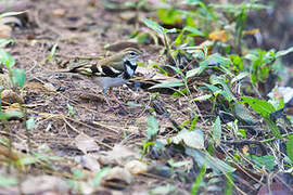 Forest Wagtail