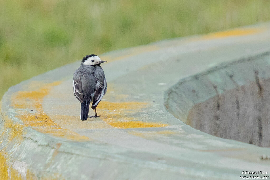 White Wagtail (yarrellii)