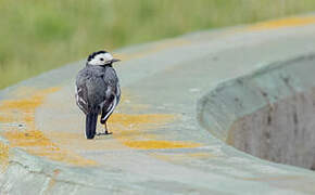 White Wagtail (yarrellii)