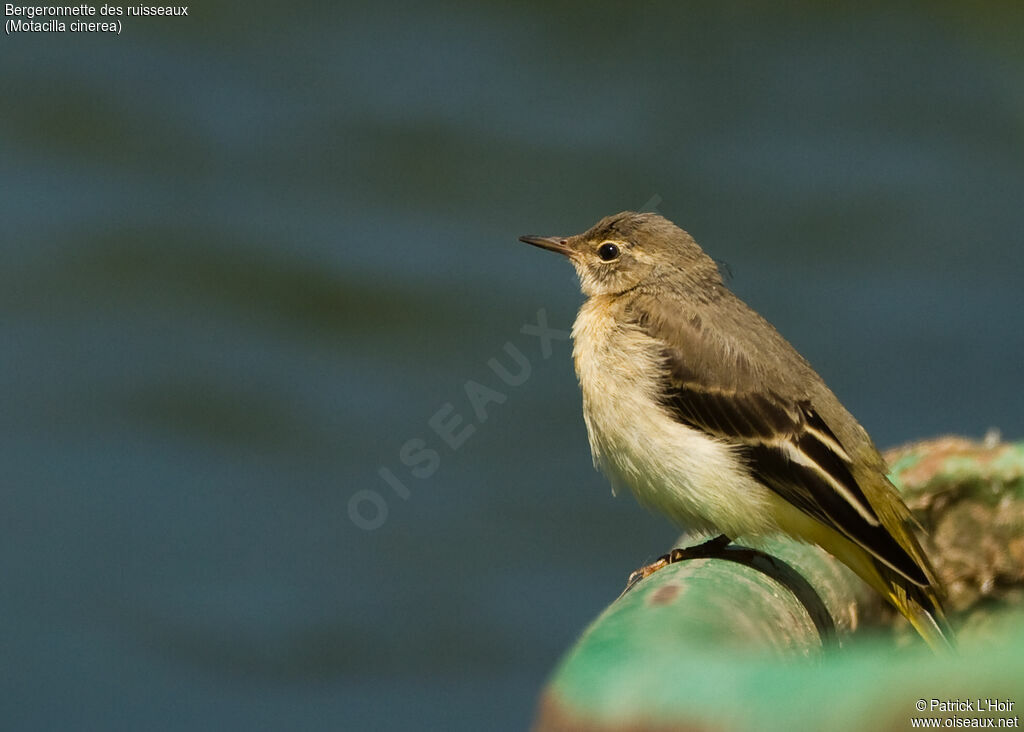 Grey Wagtail