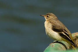 Grey Wagtail