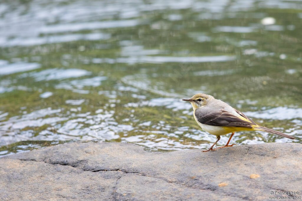 Grey Wagtail