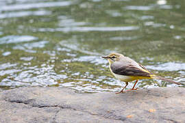 Grey Wagtail