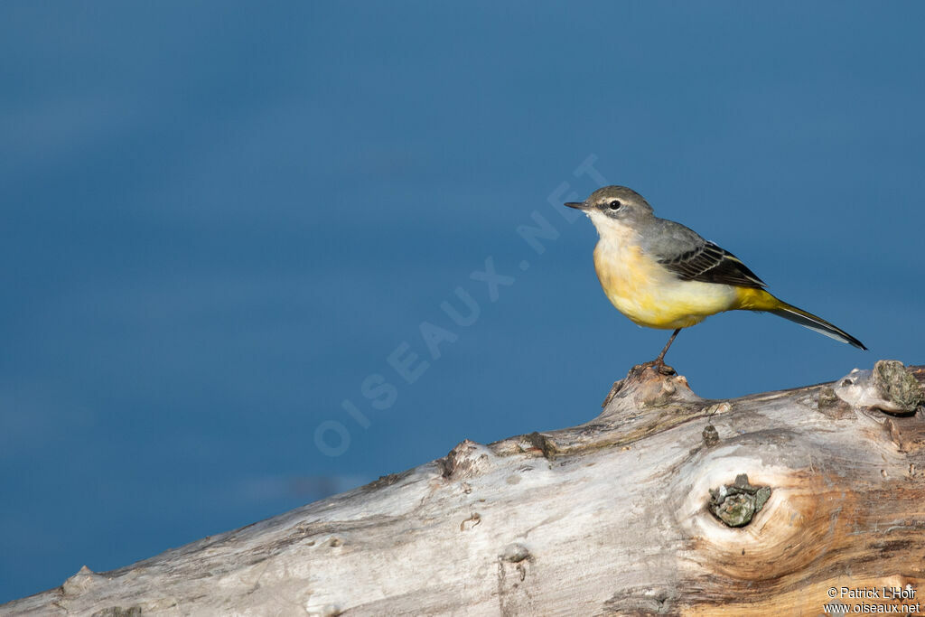 Grey Wagtail