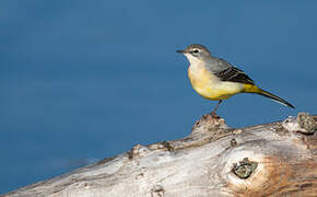 Grey Wagtail