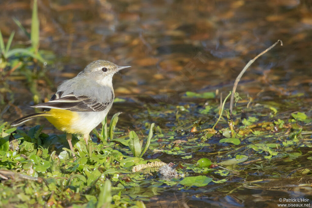 Grey Wagtailadult post breeding