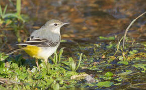 Grey Wagtail