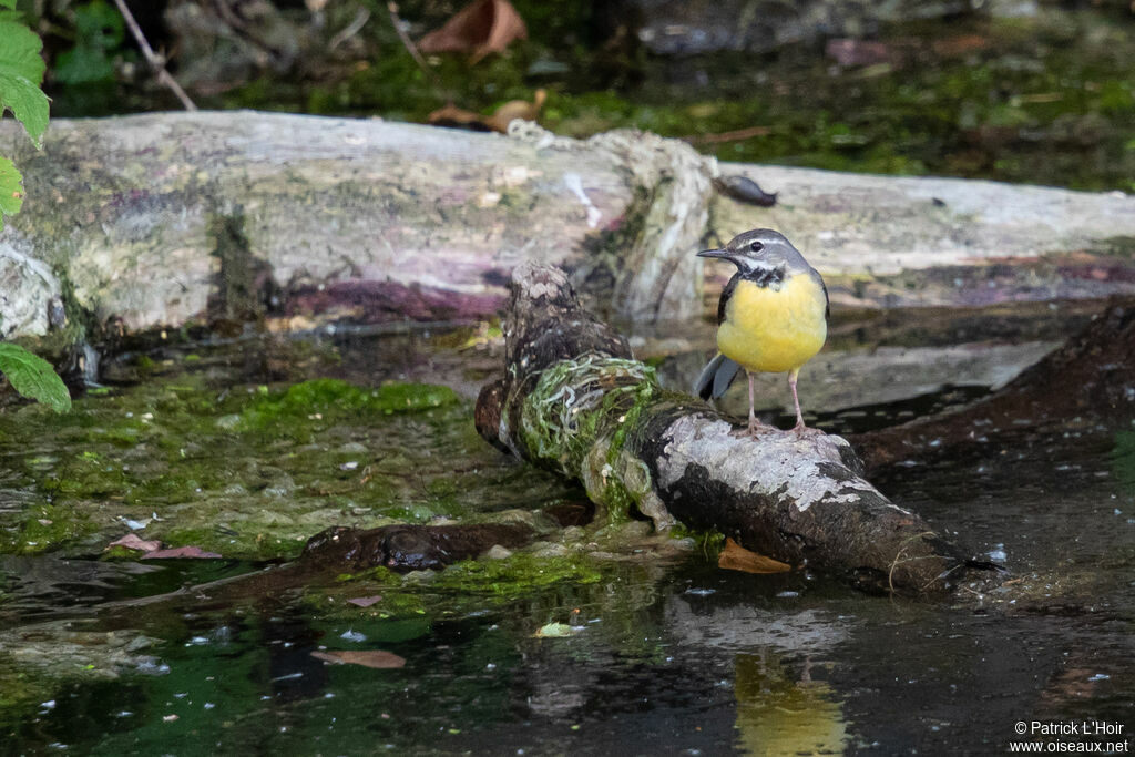 Grey Wagtail