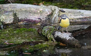 Grey Wagtail