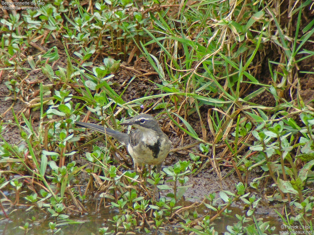 Cape Wagtail