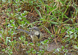 Cape Wagtail