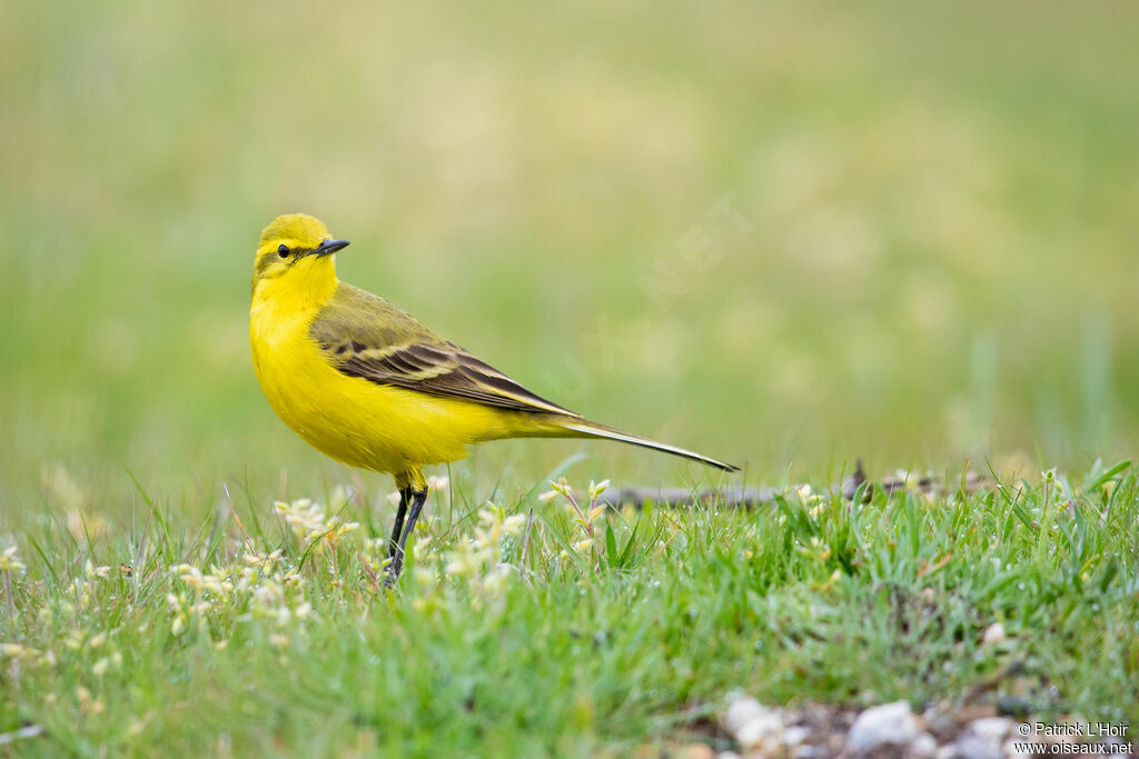 Western Yellow Wagtail (flavissima)