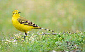 Western Yellow Wagtail (flavissima)