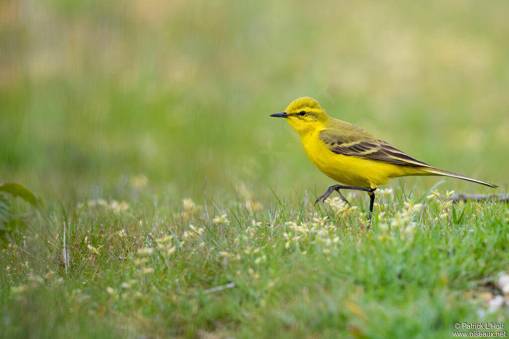 Western Yellow Wagtail (flavissima)