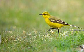 Western Yellow Wagtail (flavissima)