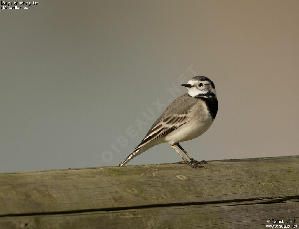 White Wagtailadult