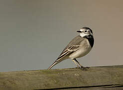 White Wagtail