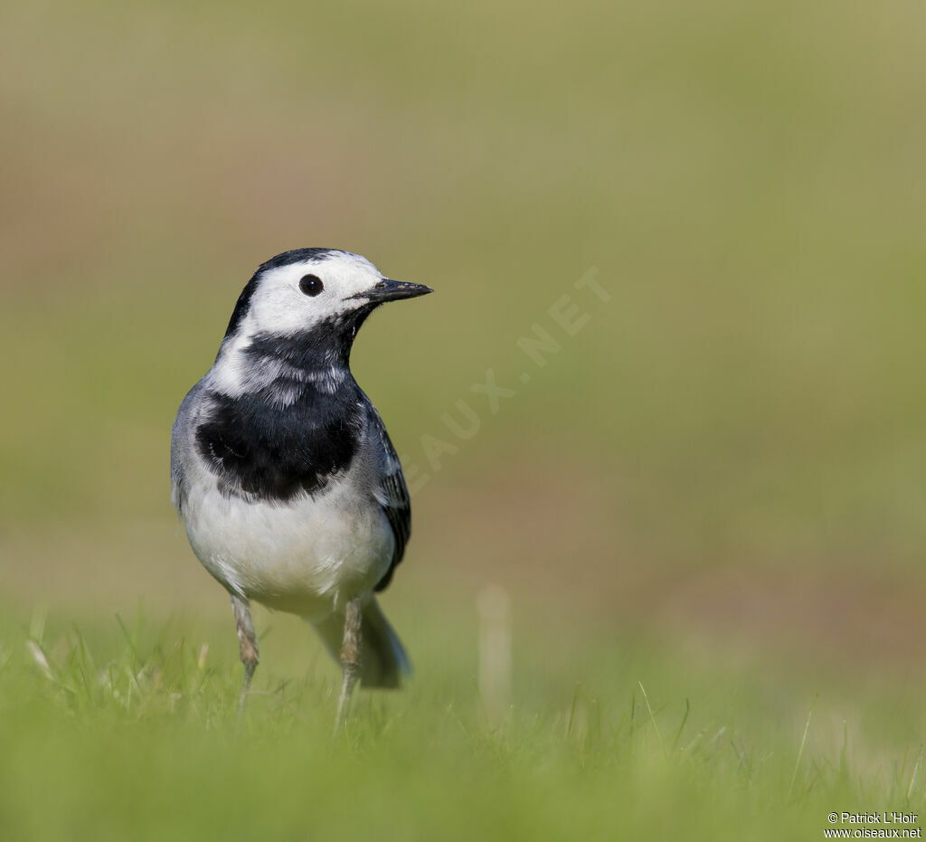 White Wagtail