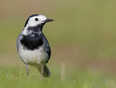 White Wagtail