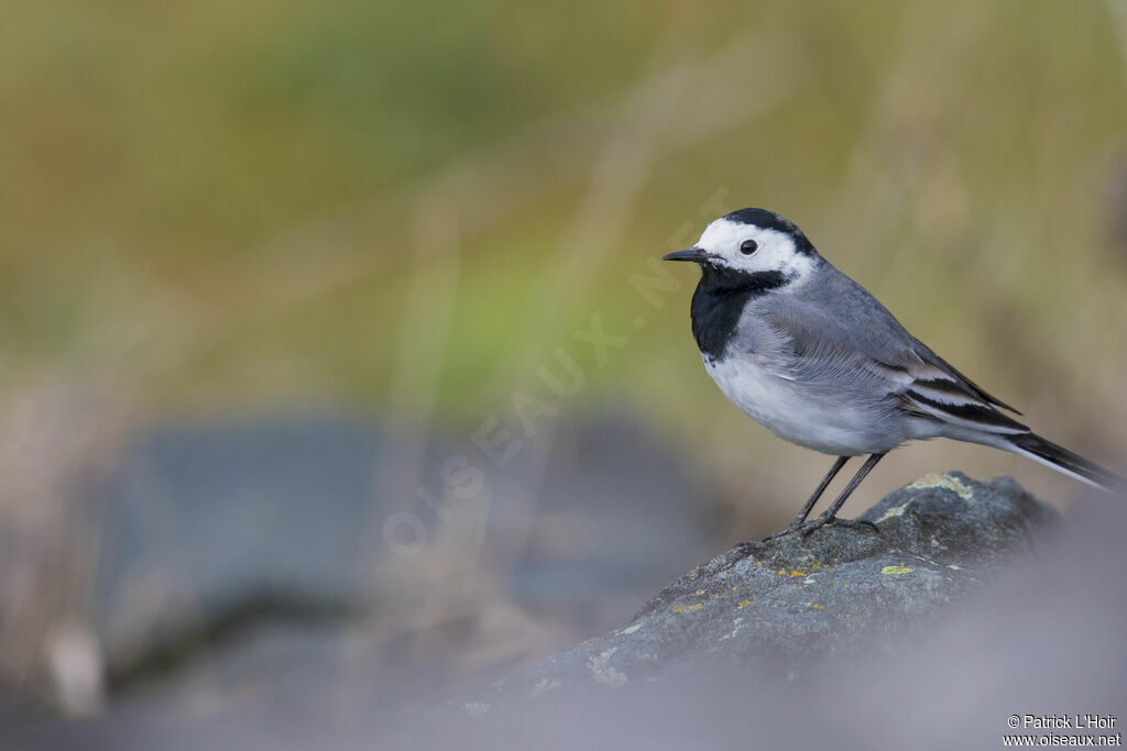 White Wagtail