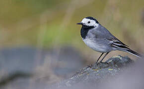 White Wagtail