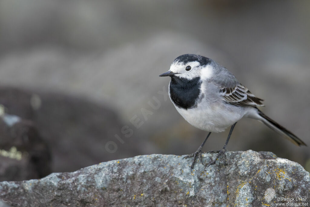 White Wagtail