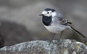 White Wagtail