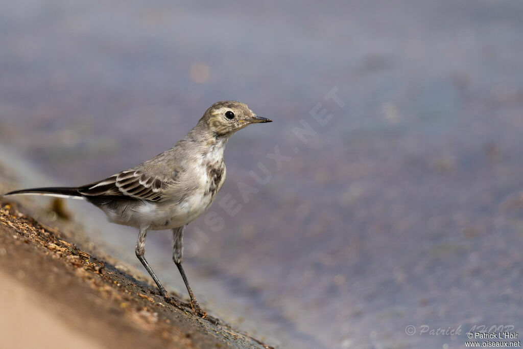 White Wagtailjuvenile