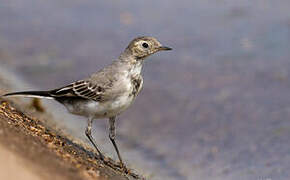 White Wagtail