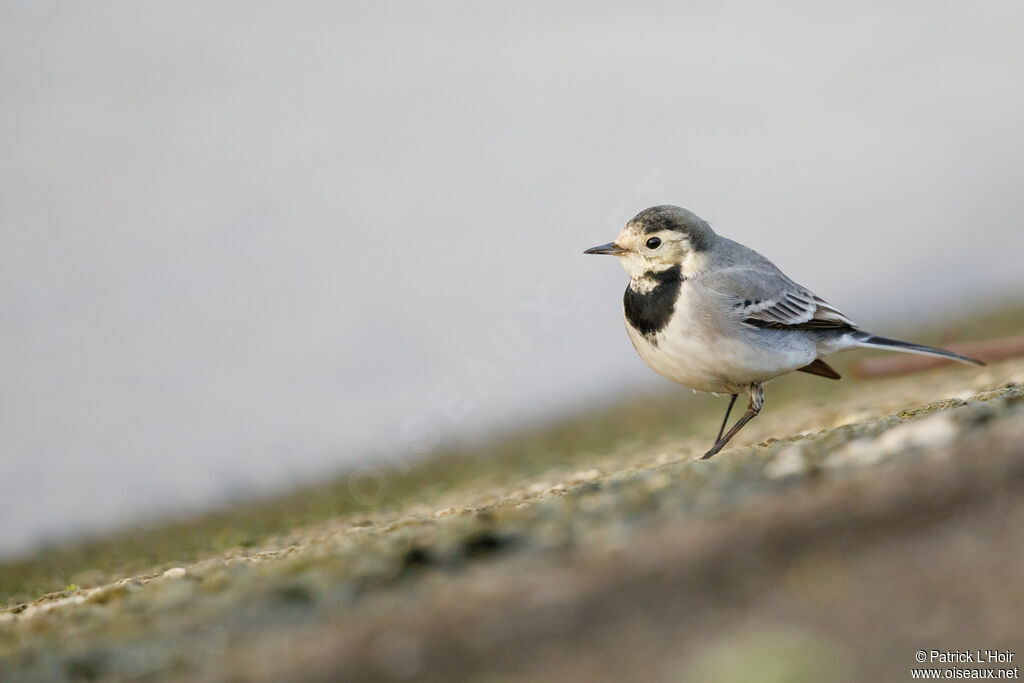 White Wagtail