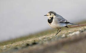 White Wagtail