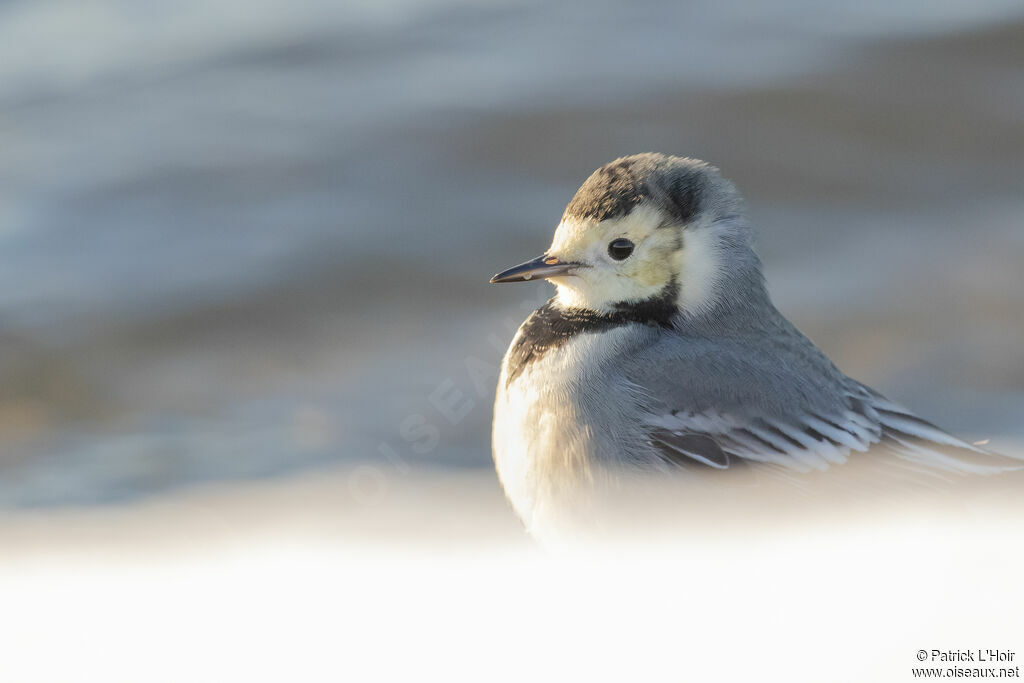 White Wagtail