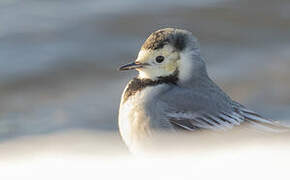 White Wagtail