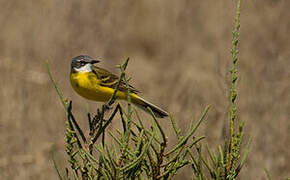 Western Yellow Wagtail (iberiae)