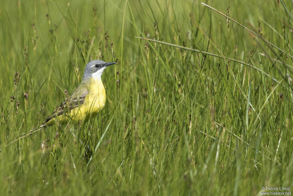 Western Yellow Wagtail (iberiae)