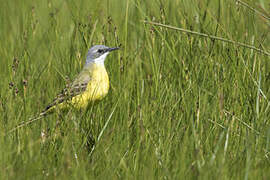 Western Yellow Wagtail (iberiae)