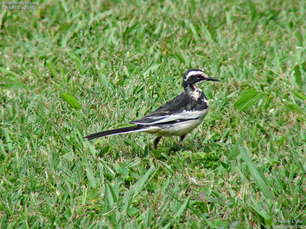 African Pied Wagtail