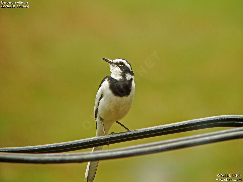 African Pied Wagtail