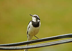 African Pied Wagtail